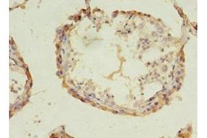 Immunohistochemistry of paraffin-embedded human testis tissue using ABIN7143242 at dilution of 1:100 (ACOT9 抗体  (AA 1-212))