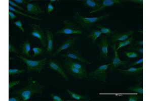 Immunofluorescence (IF) image for anti-Nuclear Fragile X Mental Retardation Protein Interacting Protein 1 (NUFIP1) (AA 1-276) antibody (ABIN525779)