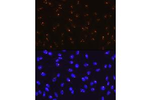 Immunofluorescence (IF) image for anti-Fibrillarin (FBL) antibody (ABIN7267175)