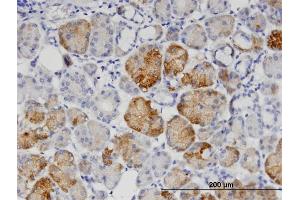 Immunoperoxidase of monoclonal antibody to GNPNAT1 on formalin-fixed paraffin-embedded human salivary gland. (GNPNAT1 抗体  (AA 1-90))