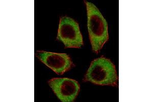 Fluorescent image of A549 cell stained with CSRNP2 Antibody (C-term) (ABIN657400 and ABIN2846440). (CSRNP2 抗体  (C-Term))
