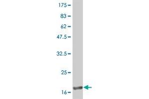 Western Blot detection against Immunogen (19. (IFNA2 抗体  (AA 24-188))