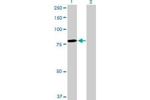 Western Blot analysis of MYB expression in transfected 293T cell line by MYB MaxPab polyclonal antibody. (MYB 抗体  (AA 1-640))