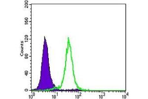 FC analysis of Hela cells using CDH1 antibody (green) and negative control (purple). (E-cadherin 抗体)
