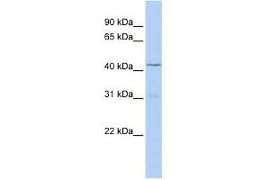 WB Suggested Anti-TBX10 Antibody Titration: 0. (T-Box 10 抗体  (Middle Region))