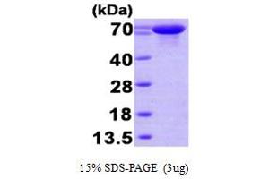 SDS-PAGE (SDS) image for Heat Shock 70kDa Protein 7 (HSP70B) (HSPA7) (AA 1-643) protein (His tag) (ABIN666912) (HSPA7 Protein (AA 1-643) (His tag))