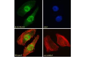 ABIN184792 Immunofluorescence analysis of paraformaldehyde fixed HeLa cells, permeabilized with 0. (MLH3 抗体  (C-Term))