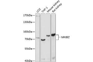 Western blot analysis of extracts of various cell lines, using NFKBIZ antibody (ABIN6130596, ABIN6144590, ABIN6144591 and ABIN6214768) at 1:1000 dilution. (NFKBIZ 抗体  (AA 1-220))