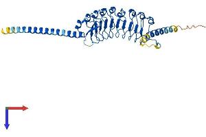 LRRC39 Protein (AA 1-335) (His tag)