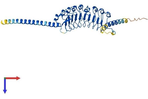 LRRC39 Protein (AA 1-335) (His tag)