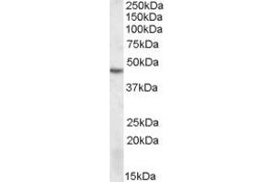 Western Blotting (WB) image for anti-serine/threonine Kinase 17b (STK17B) (AA 316-327) antibody (ABIN490561) (DRAK2 抗体  (AA 316-327))