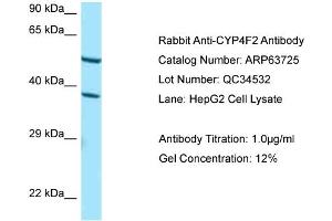 Western Blotting (WB) image for anti-Cytochrome P450, Family 4, Subfamily F, Polypeptide 2 (CYP4F2) (C-Term) antibody (ABIN2789601) (CYP4F2 抗体  (C-Term))
