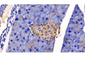 Detection of CASP1 in Mouse Pancreas Tissue using Polyclonal Antibody to Caspase 1 (CASP1) (Caspase 1 抗体  (AA 119-296))