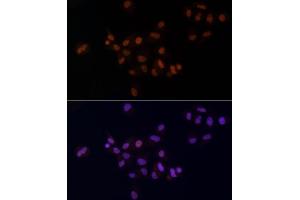 Immunofluorescence (IF) image for anti-Methyltransferase Like 14 (METTL14) (AA 1-210) antibody (ABIN6143759)