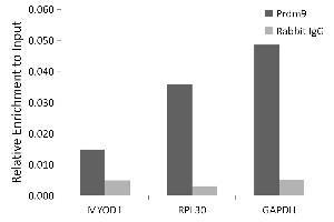 Chromatin immunoprecipitation analysis of extracts of Mouse testis, using Prdm9 antibody (ABIN7269502) and rabbit IgG. (PRDM9 抗体)