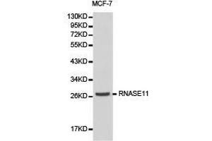 Western Blotting (WB) image for anti-Ribonuclease, RNase A Family, 11 (Non-Active) (RNASE11) antibody (ABIN1874613) (RNASE11 抗体)