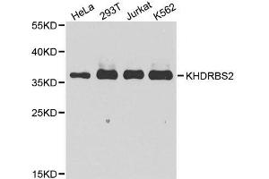 Western blot analysis of extracts of various cell lines, using KHDRBS2 antibody. (KHDRBS2 抗体  (C-Term))