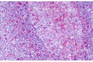 Anti-KISS1R / GPR54 antibody IHC staining of human tonsil, cerebellum. (KISS1R 抗体  (Extracellular Domain))