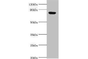 Western blot All lanes: Aryl hydrocarbon receptor nuclear translocator 2 antibody at 4 μg/mL + Hela whole cell lysate Secondary Goat polyclonal to rabbit IgG at 1/10000 dilution Predicted band size: 79, 78 kDa Observed band size: 79 kDa (ARNT2 抗体  (AA 440-690))
