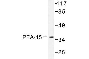 Image no. 1 for anti-phosphoprotein Enriched in Astrocytes 15 (PEA15) antibody (ABIN272058) (PEA15 抗体)