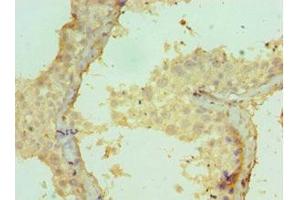 Immunohistochemistry of paraffin-embedded human testis tissue using ABIN7149062 at dilution of 1:100 (CRISP2 抗体  (AA 22-243))