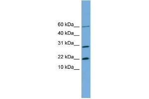 WB Suggested Anti-PRR13 Antibody Titration: 0. (Proline Rich 13 抗体  (N-Term))