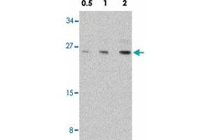 Western blot analysis of NOL3 in mouse muscle tissue lysate with NOL3 polyclonal antibody  at 0.