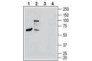 Western blot analysis of mouse heart lysates (lanes 1 and 3) and mouse brain membranes (lanes 2 and 4): - 1, 2.