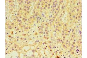Immunohistochemistry of paraffin-embedded human adrenal gland tissue using ABIN7153805 at dilution of 1:100 (GTF2H2C 抗体  (AA 1-260))