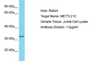 Host: Rabbit Target Name: METTL21C Sample Type: Jurkat Whole Cell lysates Antibody Dilution: 1. (METTL21C 抗体  (N-Term))