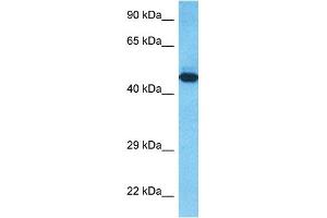 Host:  Rabbit  Target Name:  T23O  Sample Type:  RPMI-8226 Whole Cell lysates  Antibody Dilution:  1. (TDO2 抗体  (C-Term))