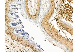 ABIN6264442 and ABIN6268918 at 1/100 staining Mouse colorectal tissue by IHC-P. (F2RL3 抗体  (C-Term))