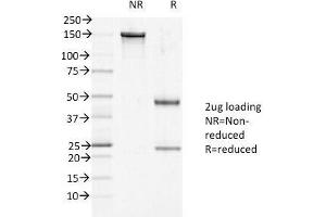 SDS-PAGE Analysis of Purified, BSA-Free DSG1 Antibody (clone 27B2). (Desmoglein 1 抗体  (Internal Region))