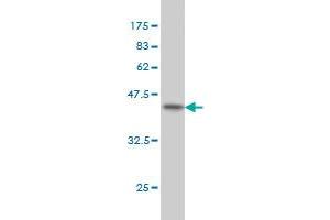 Western Blot detection against Immunogen (46. (PEBP1 抗体  (AA 1-187))