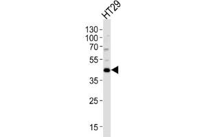 Western Blotting (WB) image for anti-Kruppel-Like Factor 4 (Gut) (KLF4) antibody (ABIN3001587) (KLF4 抗体)