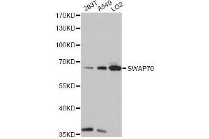Western blot analysis of extracts of various cell lines, using SWAP70 antibody (ABIN6293596) at 1:1000 dilution.