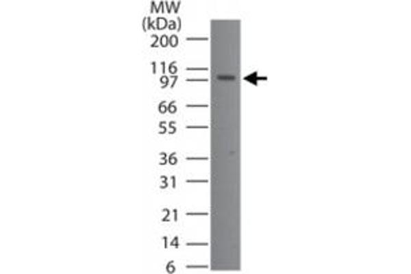 TMEM123 抗体  (AA 173-188)