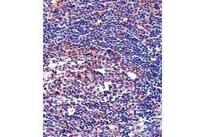 QPRT Antibody immunohistochemistry analysis in formalin fixed and paraffin embedded human tonsil tissue followed by peroxidase conjugation of the secondary antibody and DAB staining. (QPRT 抗体  (C-Term))