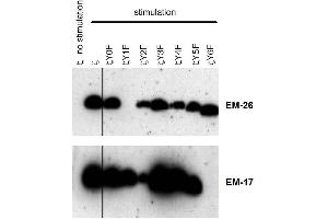 Reactivity of the monoclonal antibodies EM-26 (anti-CD3 zeta phospho-Tyr72) and EM-17 (anti-CD3 zeta phospho-Tyr153) with phosphorylated particular human CD3 zeta mutants. (CD247 抗体  (Tyr72))