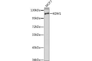Western blot analysis of extracts of MCF7 cells, using KDM1 antibody (ABIN3021574, ABIN3021575, ABIN3021576, ABIN1513123 and ABIN1514268) at 1:1000 dilution.