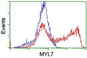 Image no. 4 for anti-Myosin Light Chain 7, Regulatory (MYL7) antibody (ABIN1499491) (MYL7 抗体)