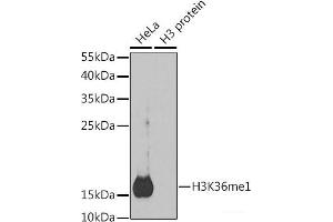 Western blot analysis of extracts of various cell lines using MonoMethyl-Histone H3-K36 Polyclonal Antibody. (Histone 3 抗体  (meLys36))