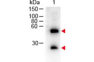 Image no. 1 for Donkey anti-Mouse IgG (Whole Molecule) antibody (HRP) (ABIN300793) (驴 anti-小鼠 IgG (Whole Molecule) Antibody (HRP))