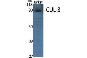 Western Blotting (WB) image for anti-Cullin 3 (CUL3) (N-Term) antibody (ABIN3180564) (Cullin 3 抗体  (N-Term))