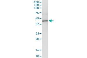 Immunoprecipitation of ADH4 transfected lysate using anti-ADH4 MaxPab rabbit polyclonal antibody and Protein A Magnetic Bead , and immunoblotted with ADH4 purified MaxPab mouse polyclonal antibody (B01P) . (ADH4 抗体  (AA 1-380))