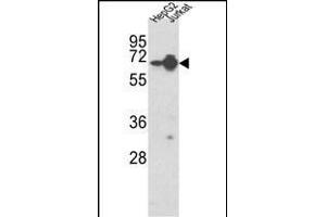 Western blot analysis of HNRPL Antibody (Center) (ABIN650774 and ABIN2839554) in HepG2, Jurkat cell line lysates (35 μg/lane). (HNRNPL 抗体  (AA 249-277))
