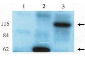 Image no. 1 for anti-rho/rac Guanine Nucleotide Exchange Factor (GEF) 2 (ARHGEF2) (AA 2-447) antibody (ABIN264980) (ARHGEF2 抗体  (AA 2-447))