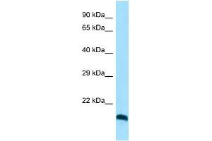 Host: Rabbit Target Name: CLEC3A Sample Type: HepG2 Whole Cell lysates Antibody Dilution: 1.
