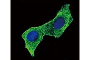 Immunofluorescence (IF) image for anti-Actin, beta (ACTB) antibody (ABIN3029837)