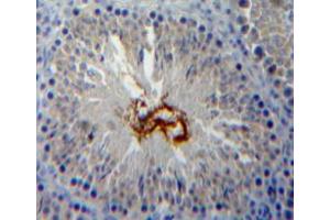 Used in DAB staining on fromalin fixed paraffin-embedded testis tissue (Peroxiredoxin 5 抗体  (AA 1-213))